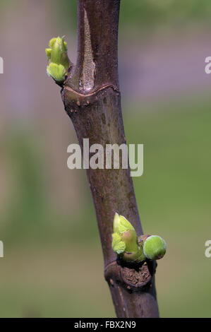 Giovane fichi Foto Stock