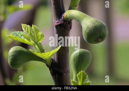 Giovane fichi Foto Stock