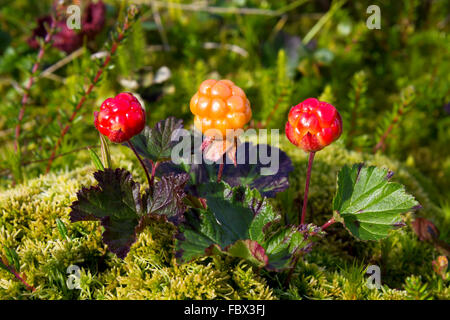 Cloudberry maturi in natura (Rubus chamaemorus) Foto Stock