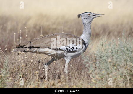 Grande otarda Foto Stock