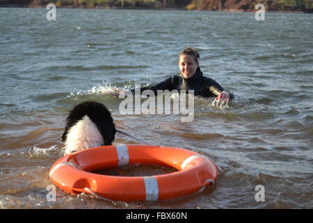 Landseer landseer, cane, Terranova, cucciolo, acqua lavoro, impianto idraulico, cane, razza landseer, razza, amore, buon Natale, a sfera Foto Stock