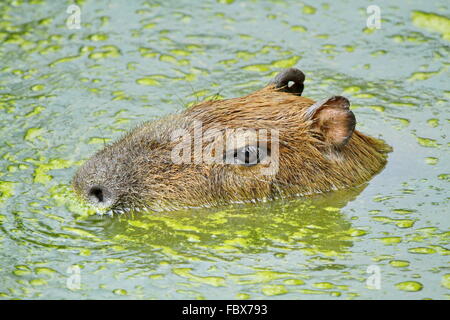 Capibara ritratto Foto Stock