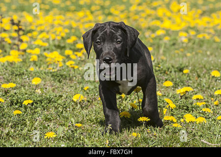 Nero alano cucciolo Foto Stock