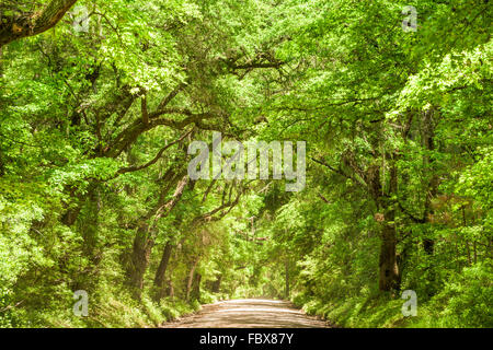 Edisto Island road in Carolina del Sud, Stati Uniti d'America. Foto Stock