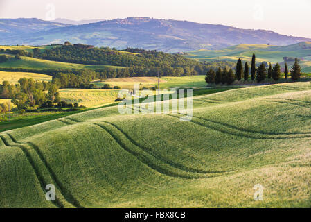 Tranquillo campo estivo in Toscana Foto Stock