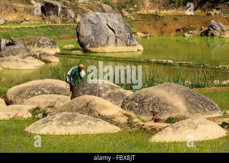 Paesaggio e risaie campo tra Ambositra e di Ranomafana, Strada Nazionale 7, Madagascar Foto Stock