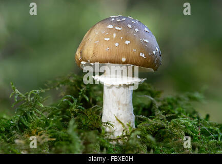 Panter cappuccio (Amanita pantherina), Amanita (Famiglia Amanitaceae), funghi simbionti, letale velenosi, Svizzera Foto Stock