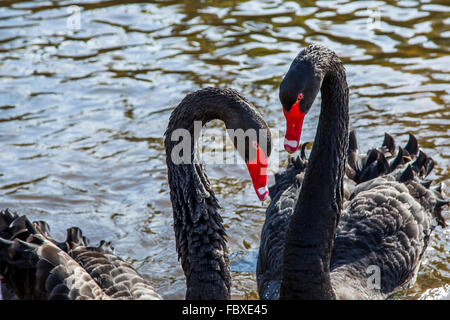 Una coppia di cigno nero Cygnus atratus a Dawlish Brook a Dawlish, Devon, Inghilterra, Regno Unito Foto Stock