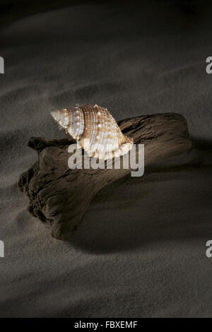 Guscio di una conchiglia sul Driftwood Foto Stock