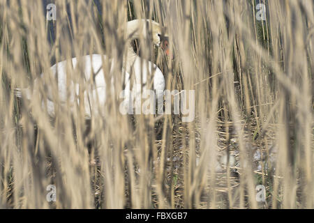 Cigno in reep Foto Stock