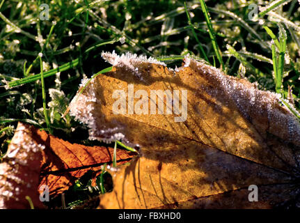 Foglio congelato Foto Stock