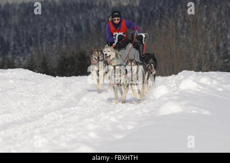 Husky ritratti degli animali Foto Stock