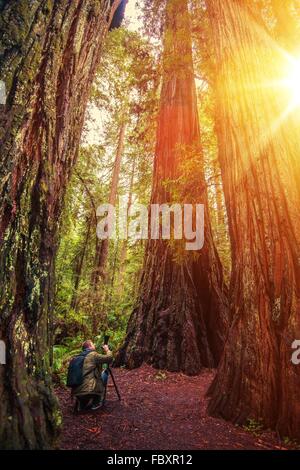 Fotografo di natura nella Foresta di Redwood ampio angolo di scattare le foto degli alberi. In California, Stati Uniti d'America Foto Stock