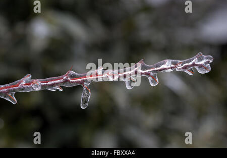 Coperte di ghiaccio rami iniziano a fondersi per ghiaccioli Foto Stock