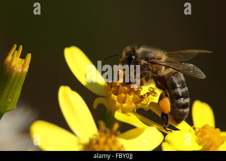 Ape su un fiore giallo Foto Stock