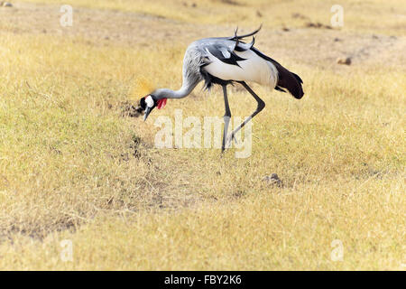 Grey Crowned Crane in Kenya Foto Stock