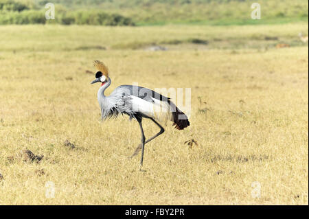 Grey Crowned Crane in Amboseli Foto Stock