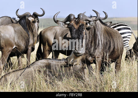 Wildbeests nel Masai Mara Foto Stock