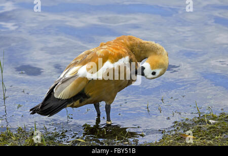 Casarca Tadorna ferruginea Foto Stock