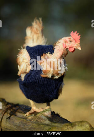 Ex le galline allevate in batteria con maglia ponticelli di lana Foto Stock