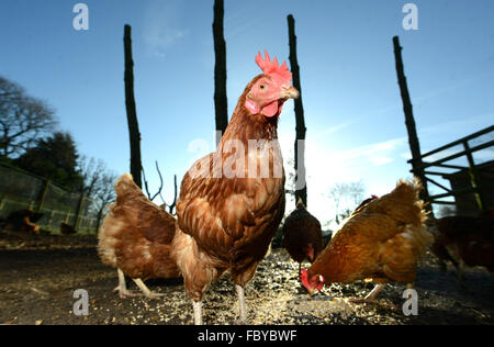 Ex allevamento di galline in batteria dato nuove case. Foto Stock