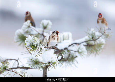 Tre comunità cardellini, Carduelis carduelis, arroccato in un snowy conifera albero con un defocussed sfondo invernale. Scozia Foto Stock