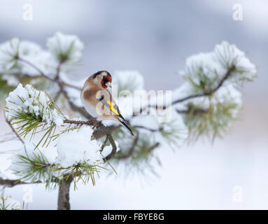 Unione cardellino, Carduelis carduelis, arroccato in un snowy conifera albero con un defocussed sfondo invernale. La Scozia, Regno Unito Foto Stock