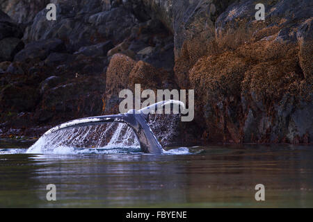 Humpback Whale (Megaptera novaeangliae) mostra la sua fluke lungo il cavaliere del litorale di ingresso, British Columbia, Canada Foto Stock