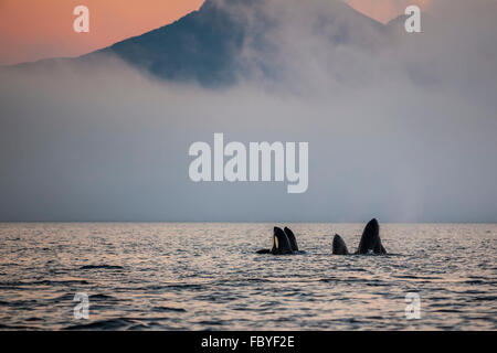 Un gruppo di residenti balene killer (Orcinus orca) spy hopping a Johnstone Strait, fuori dall'Isola di Vancouver, British Columbia, Canada. Foto Stock