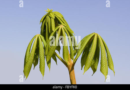 Ippocastano o albero di Conker Foto Stock