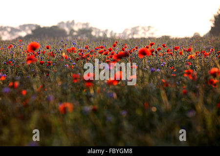 Il papavero in cornfield Foto Stock