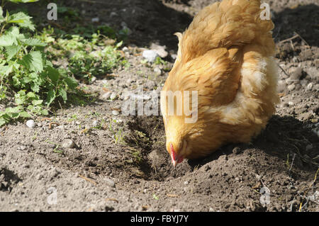 pollo di Brahma Foto Stock