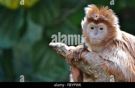 Il Iavan lutung (Trachypithecus auratus), noto anche come l'ebano lutung e a Javan langur. Foto Stock