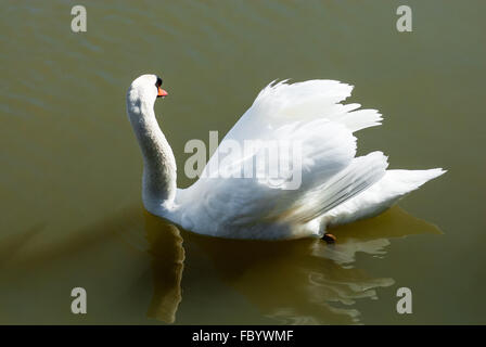 Bianco cigno che guarda lontano mentre floating in opaco verde acqua, con ala sollevata piume. Foto Stock