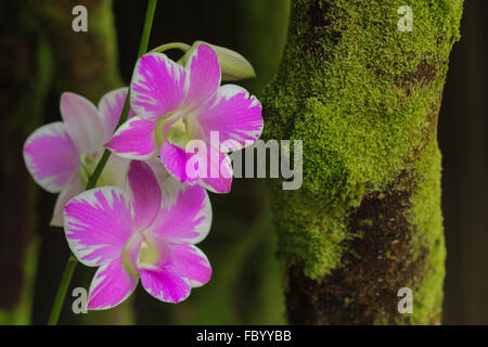 Dendrobium orchidee in Manoa Valley con moss sull albero. Foto Stock