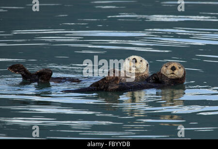 Le lontre marine dal parco nazionale di Kenai Fjords Foto Stock