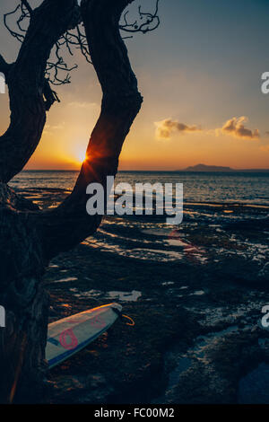 Silhouette di albero di raggi di luce e la tavola da surf a Portlock, tramonto su Oahu, Hawaii, Stati Uniti d'America. Foto Stock