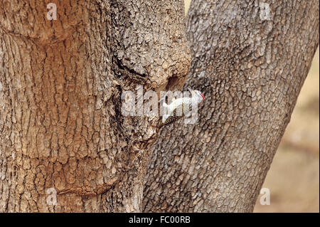 Green-Backed picchio in Tsavo Ea Foto Stock