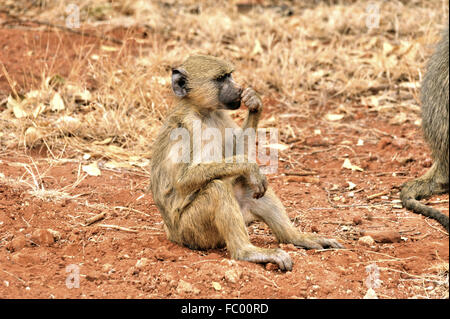 Babbuino giallo sembra annoiato e mcon Foto Stock