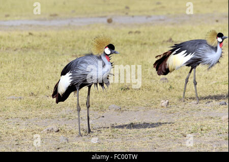 Grigio-Crowned Crane in Amboseli Foto Stock