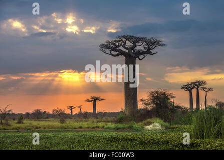 Alba sul viale di baobab, Madagascar Foto Stock