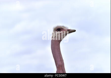 Testa e collo di uno struzzo africano Foto Stock