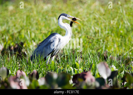 Ardea cocoi Foto Stock