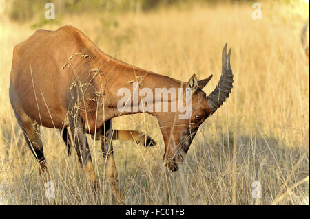 Topi antilope al Masai Mara Foto Stock