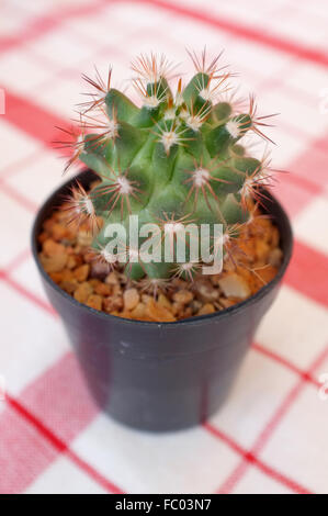 Cactus di piccole dimensioni in plastica nera pot Foto Stock