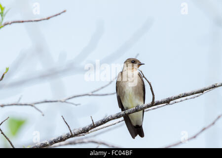 Southern ruvida swallow alato Foto Stock