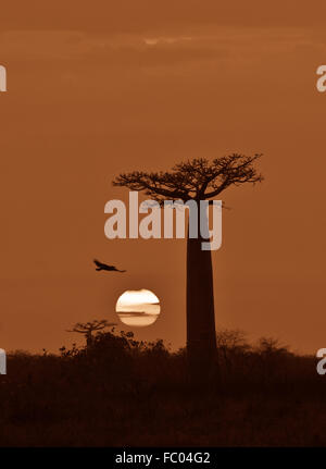 Alba sul viale di baobab, Madagascar Foto Stock