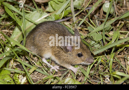 Wood mouse Apodemus sylvaticus Foto Stock