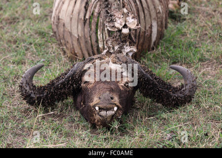 bufalo morto Foto Stock
