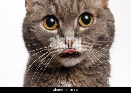 Primo piano di un gatto grigio con grandi occhi rotondi lambito Foto Stock